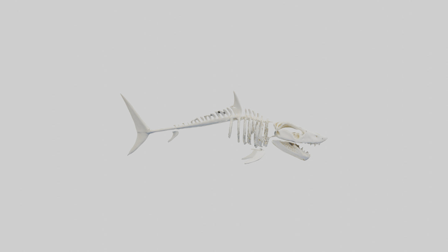 3D model ammerhead Shark Skeleton model VR / AR / low-poly