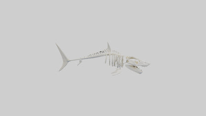 ammerhead Shark Skeleton model VR / AR / low-poly