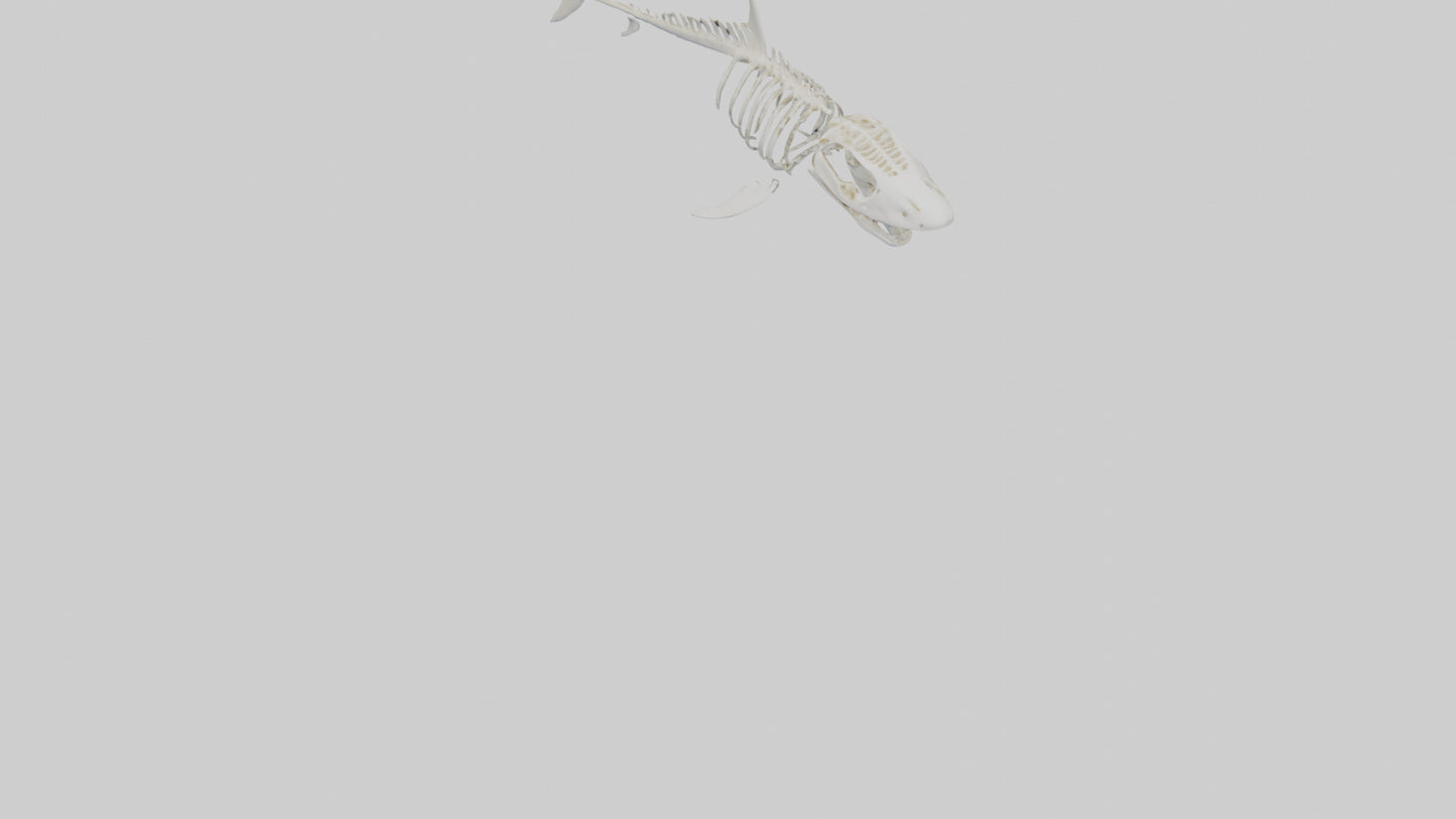 3D model ammerhead Shark Skeleton model VR / AR / low-poly