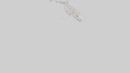 ammerhead Shark Skeleton model VR / AR / low-poly