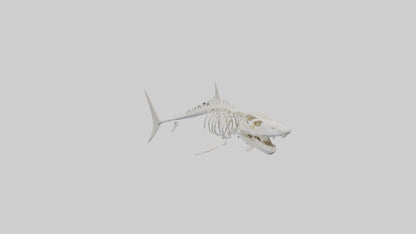 ammerhead Shark Skeleton model VR / AR / low-poly