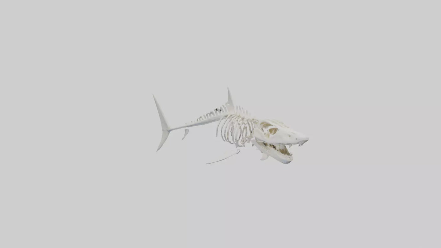 3D model ammerhead Shark Skeleton model VR / AR / low-poly