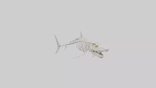 3D model ammerhead Shark Skeleton model VR / AR / low-poly