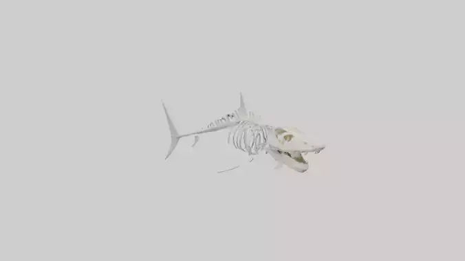 ammerhead Shark Skeleton model VR / AR / low-poly