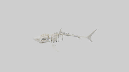 3D model ammerhead Shark Skeleton model VR / AR / low-poly