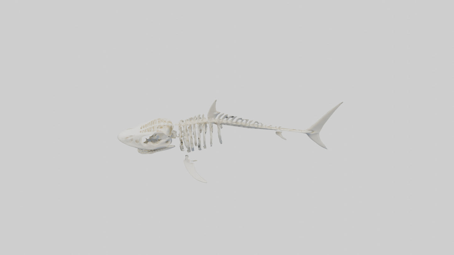 ammerhead Shark Skeleton model VR / AR / low-poly