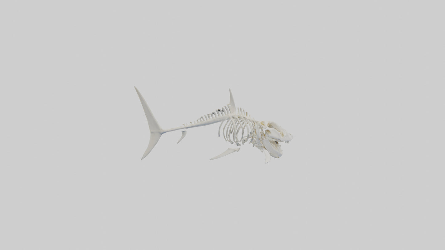 ammerhead Shark Skeleton model VR / AR / low-poly