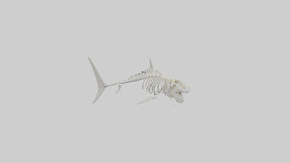 ammerhead Shark Skeleton model VR / AR / low-poly