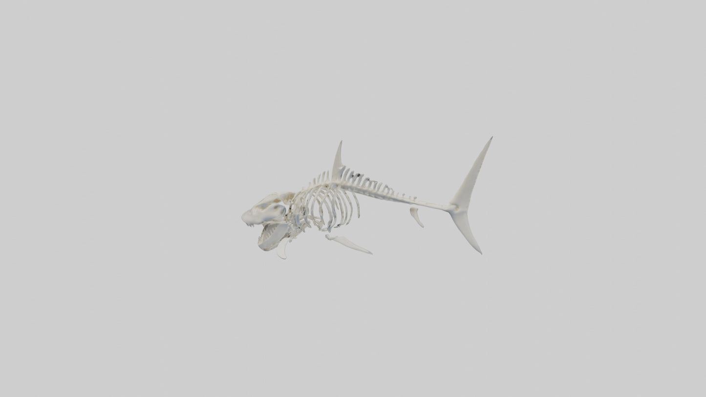 ammerhead Shark Skeleton model VR / AR / low-poly