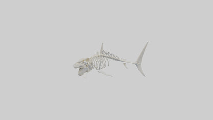 ammerhead Shark Skeleton model VR / AR / low-poly