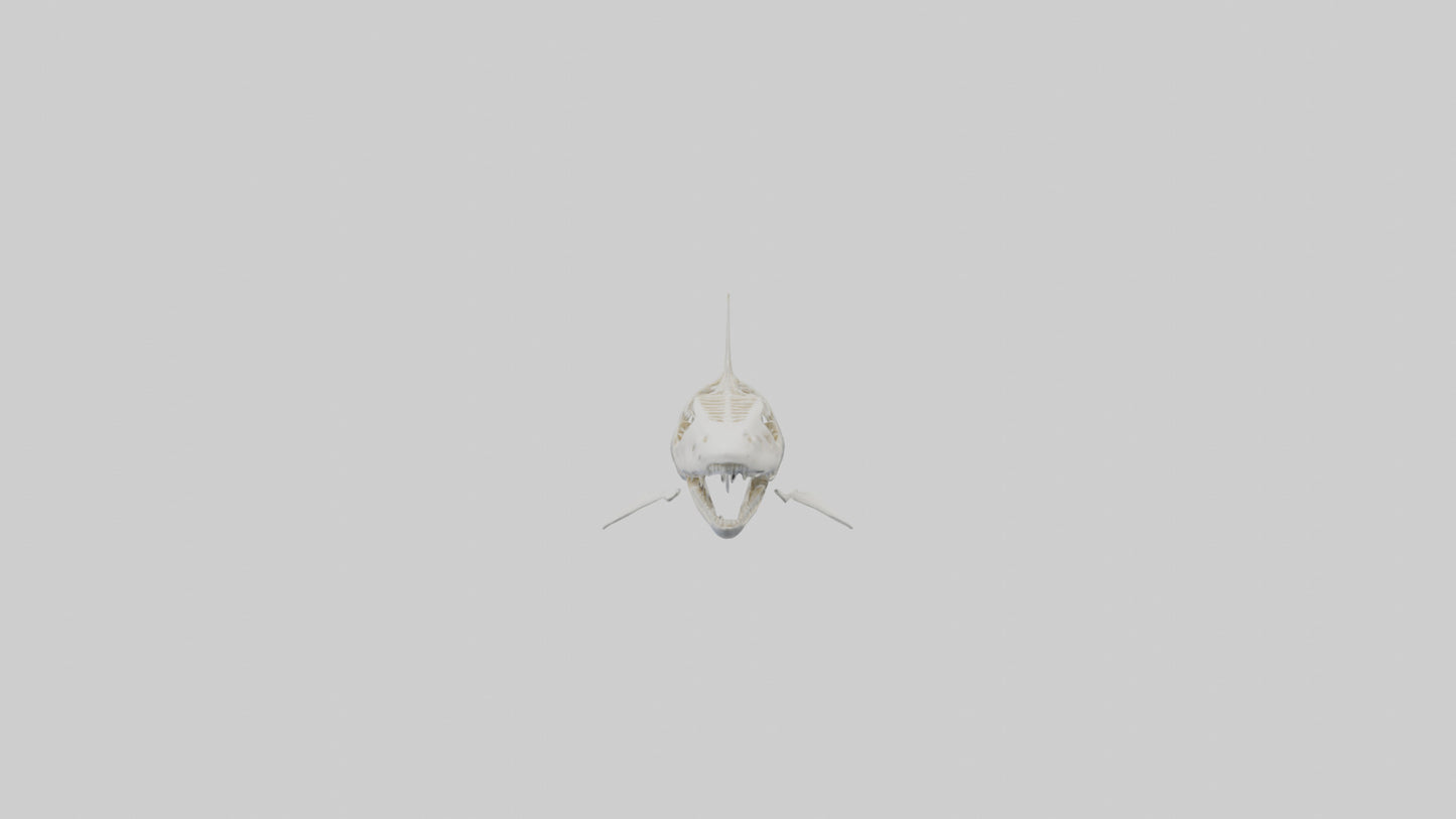 ammerhead Shark Skeleton model VR / AR / low-poly