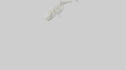 ammerhead Shark Skeleton model VR / AR / low-poly