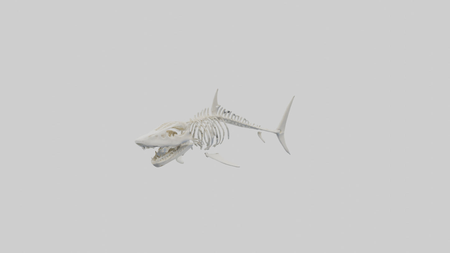 ammerhead Shark Skeleton model VR / AR / low-poly