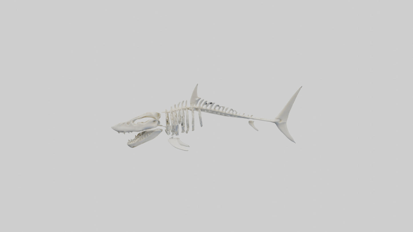 3D model ammerhead Shark Skeleton model VR / AR / low-poly