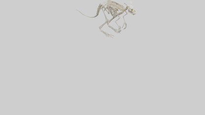 3D model angaroo Tail Skeleton model VR / AR / low-poly