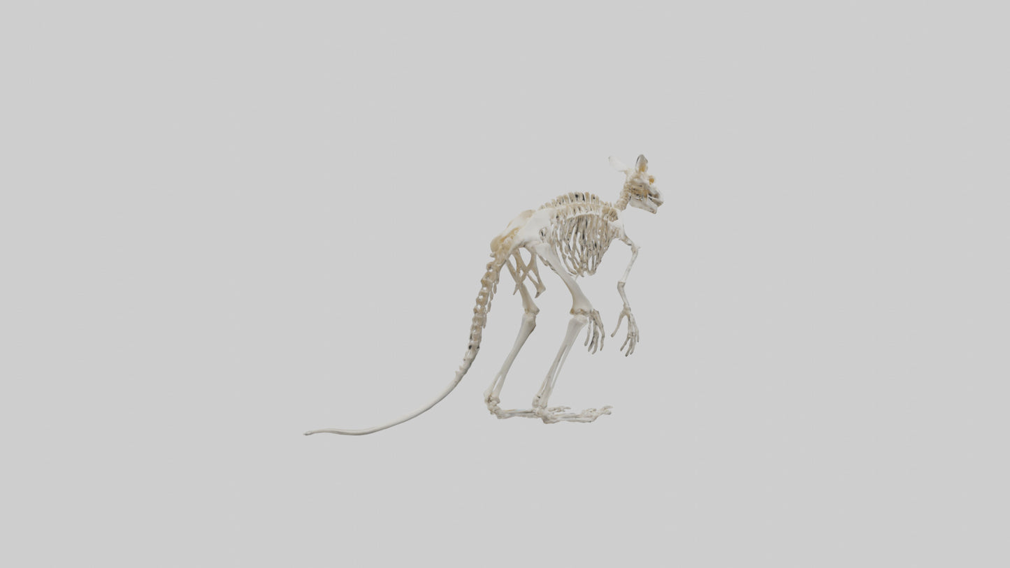 3D model angaroo Tail Skeleton model VR / AR / low-poly