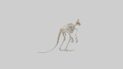 3D model angaroo Tail Skeleton model VR / AR / low-poly