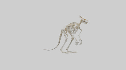 3D model angaroo Tail Skeleton model VR / AR / low-poly