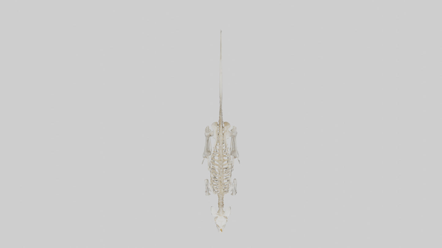 3D model angaroo Tail Skeleton model VR / AR / low-poly