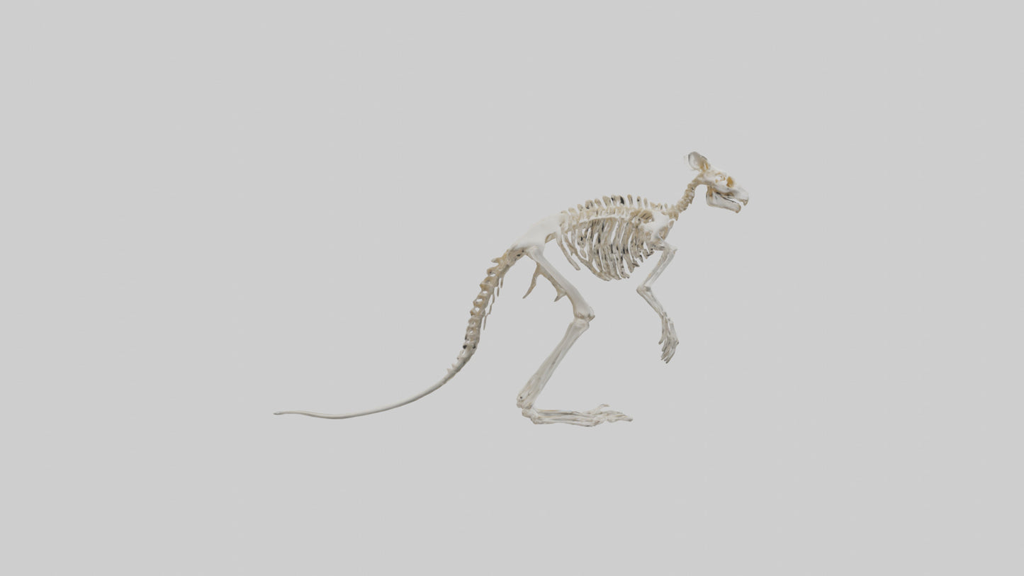3D model angaroo Tail Skeleton model VR / AR / low-poly