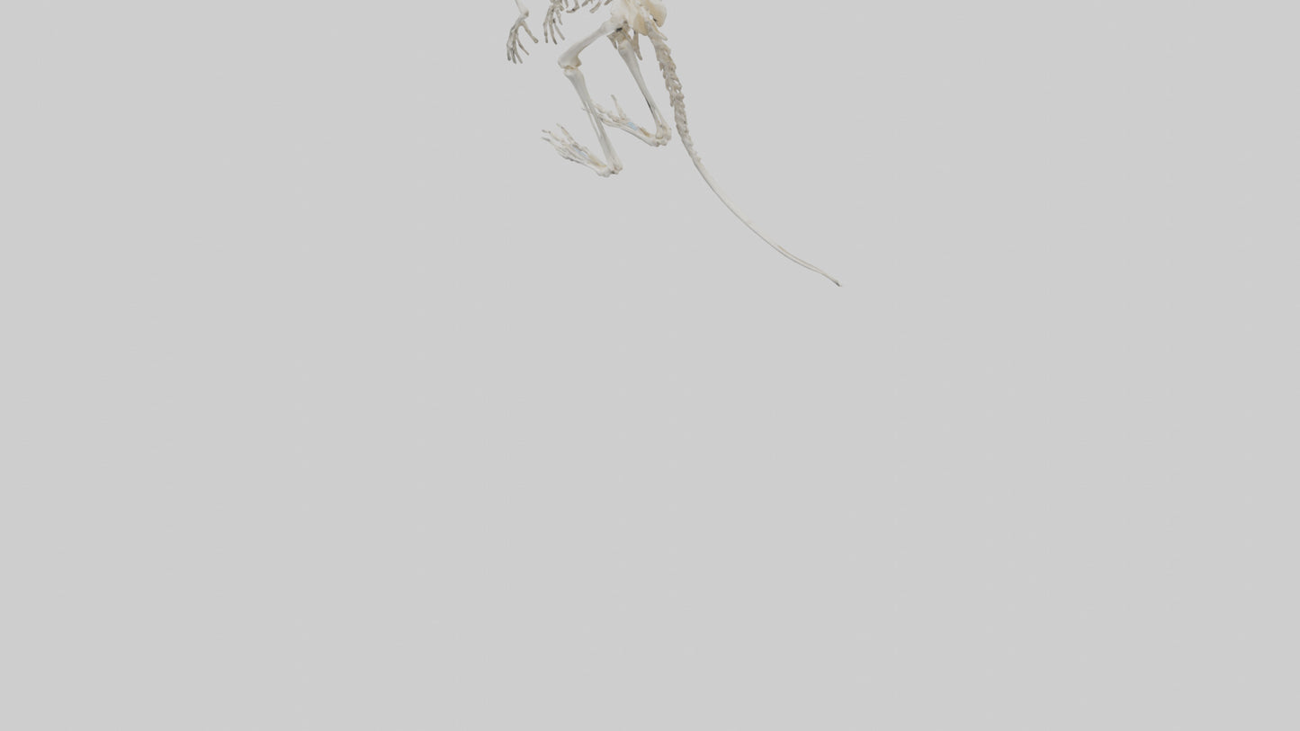 3D model angaroo Tail Skeleton model VR / AR / low-poly