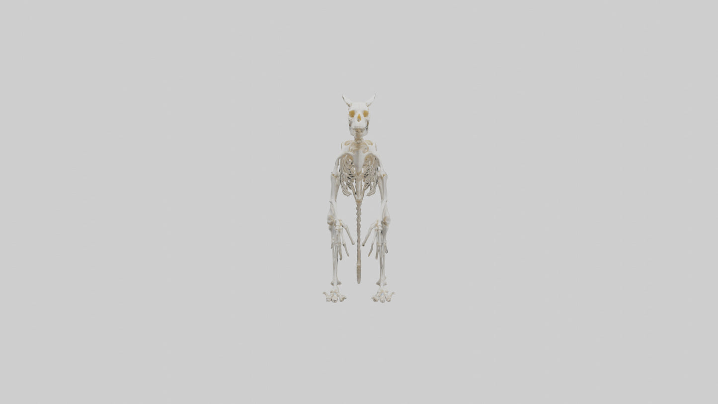 3D model angaroo Tail Skeleton model VR / AR / low-poly