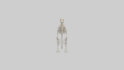 3D model angaroo Tail Skeleton model VR / AR / low-poly