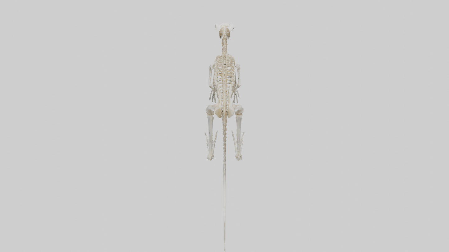 3D model angaroo Tail Skeleton model VR / AR / low-poly