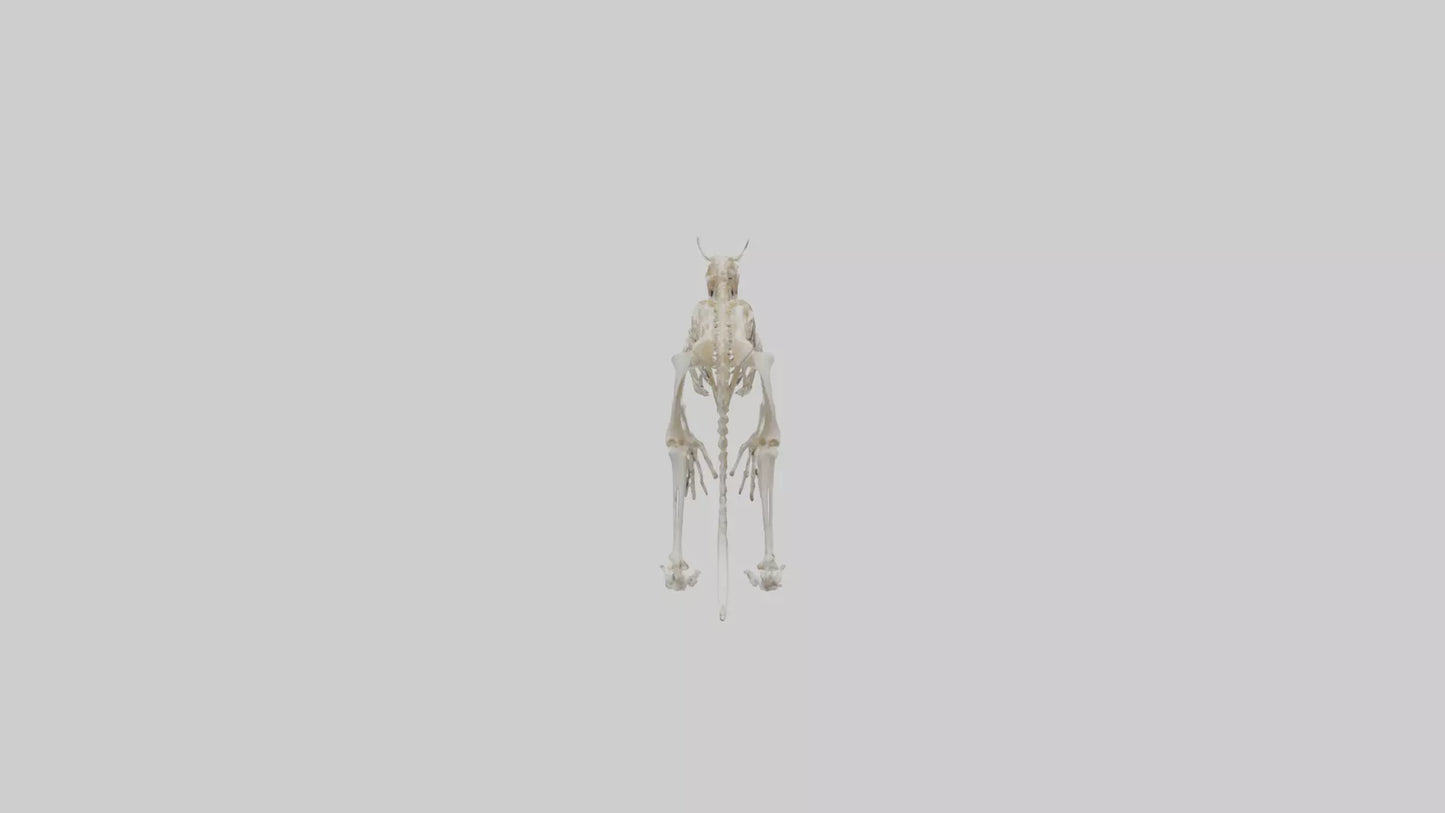 3D model angaroo Tail Skeleton model VR / AR / low-poly