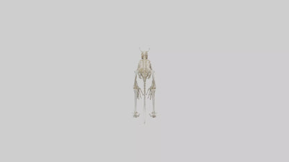 3D model angaroo Tail Skeleton model VR / AR / low-poly