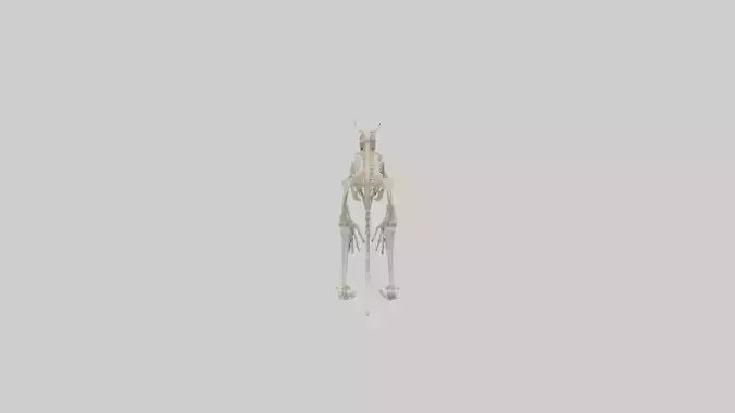 3D model angaroo Tail Skeleton model VR / AR / low-poly