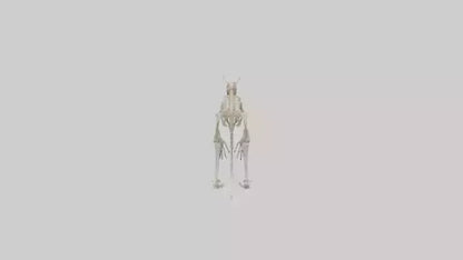 3D model angaroo Tail Skeleton model VR / AR / low-poly
