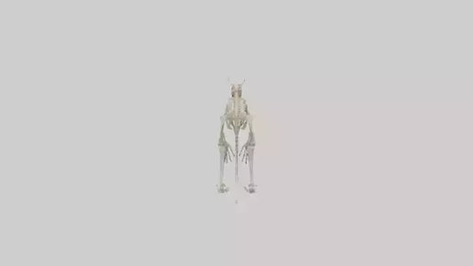 3D model angaroo Tail Skeleton model VR / AR / low-poly