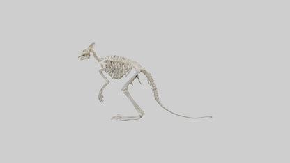3D model angaroo Tail Skeleton model VR / AR / low-poly
