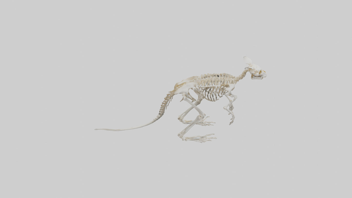 3D model angaroo Tail Skeleton model VR / AR / low-poly