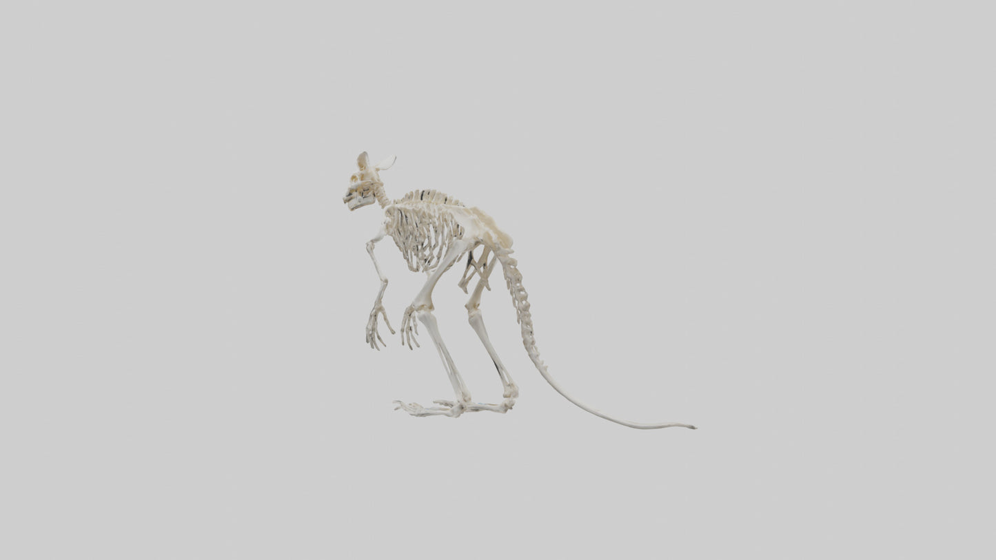 3D model angaroo Tail Skeleton model VR / AR / low-poly