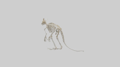 3D model angaroo Tail Skeleton model VR / AR / low-poly