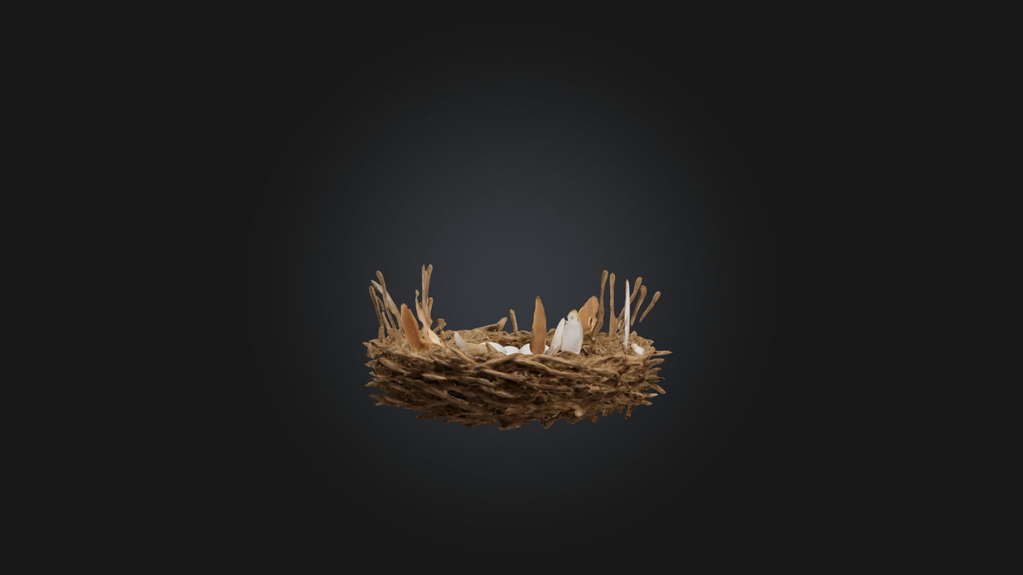 3D model Animal Nest Model VR / AR / low-poly