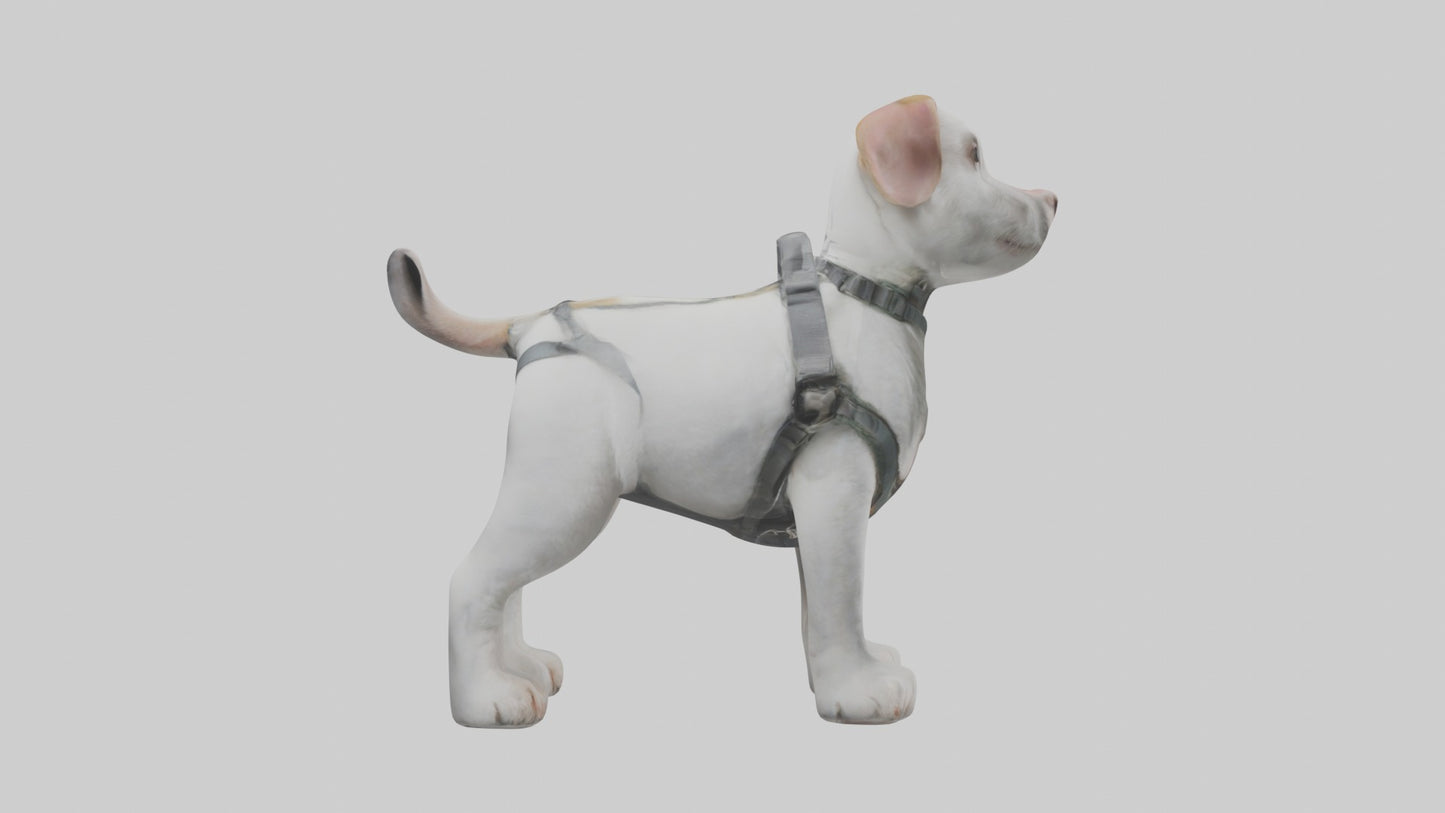 3D model Animalharness Model 1 VR / AR / low-poly