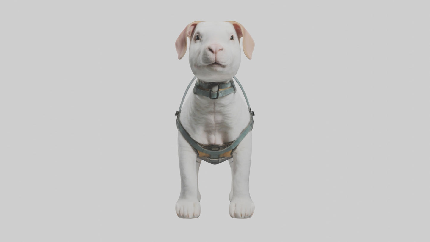 3D model Animalharness Model 1 VR / AR / low-poly