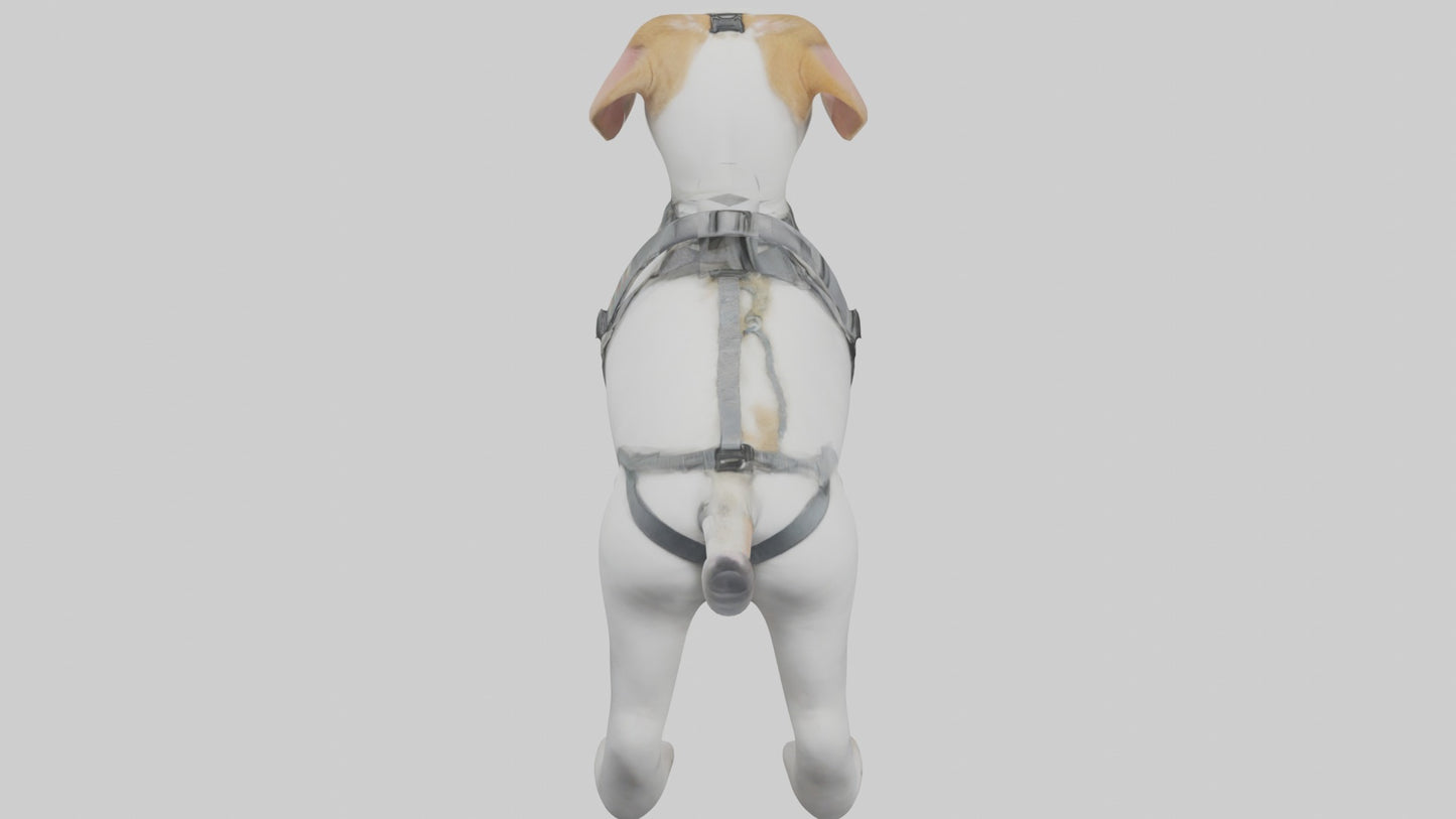 3D model Animalharness Model 1 VR / AR / low-poly