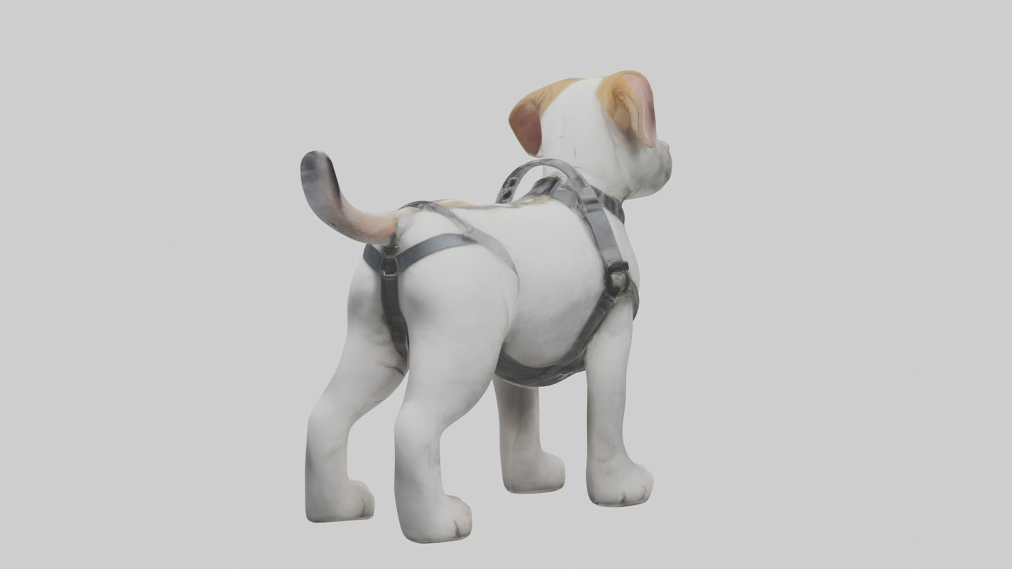3D model Animalharness Model 1 VR / AR / low-poly