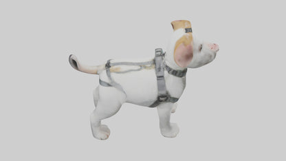 3D model Animalharness Model 1 VR / AR / low-poly
