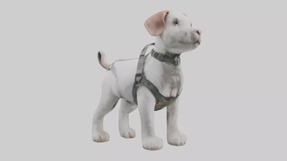 3D model Animalharness Model 1 VR / AR / low-poly