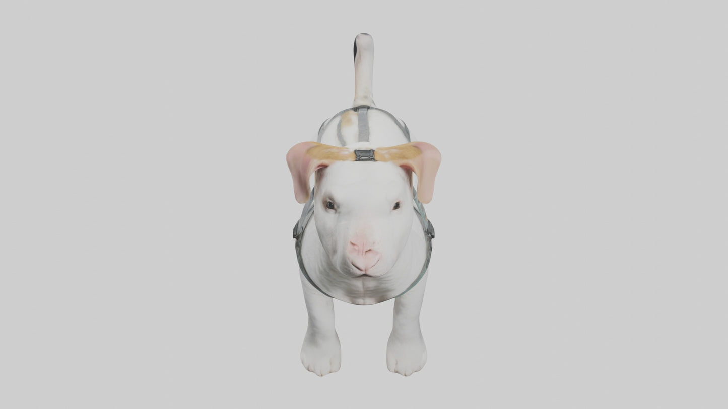 3D model Animalharness Model 1 VR / AR / low-poly
