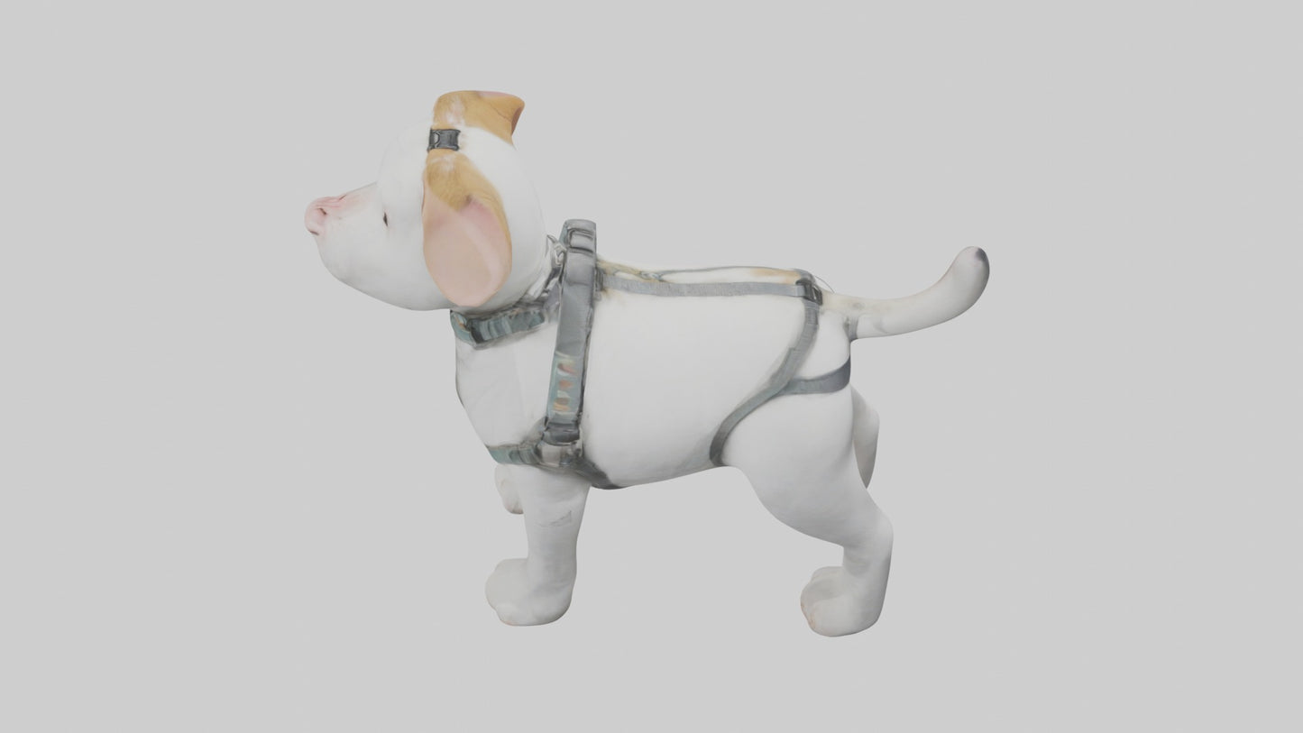 3D model Animalharness Model 1 VR / AR / low-poly