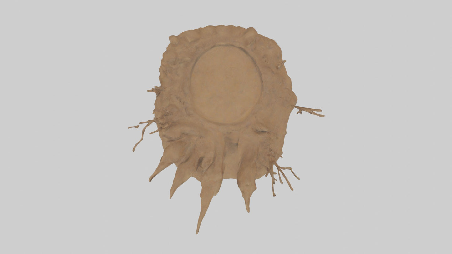 3D model Animaltrack Model 1 VR / AR / low-poly