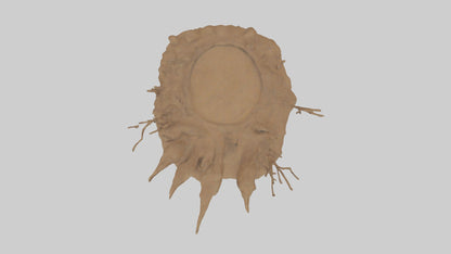 3D model Animaltrack Model 1 VR / AR / low-poly