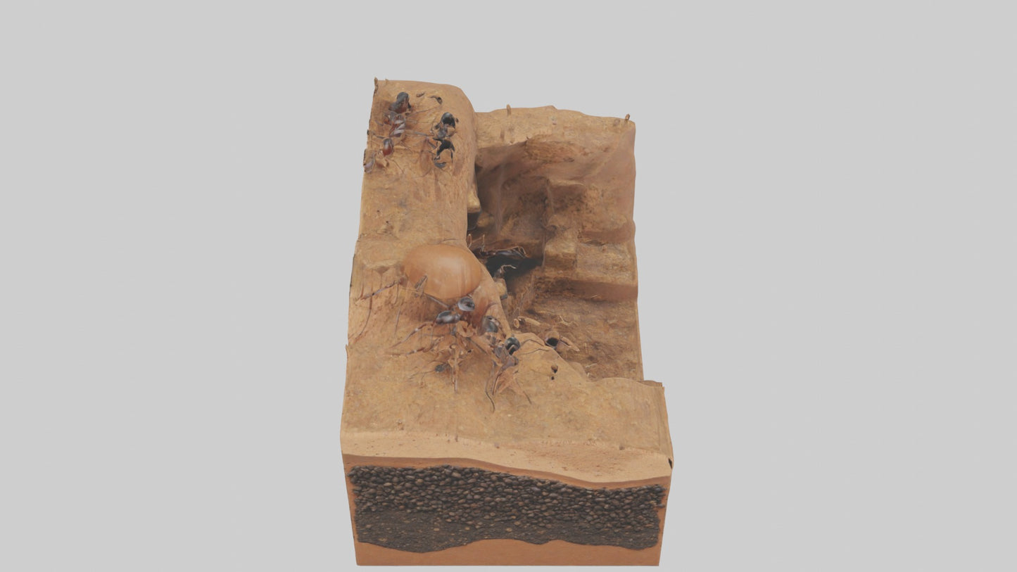 3D model Anthill Model 1 VR / AR / low-poly