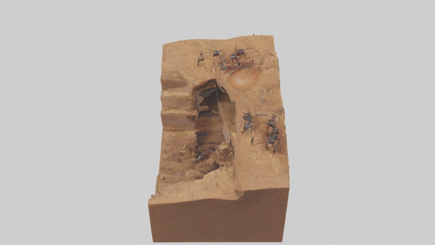 3D model Anthill Model 1 VR / AR / low-poly